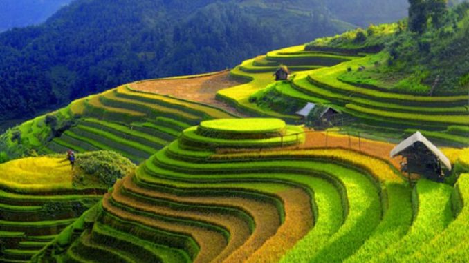 Mu Cang Chai (Son La)